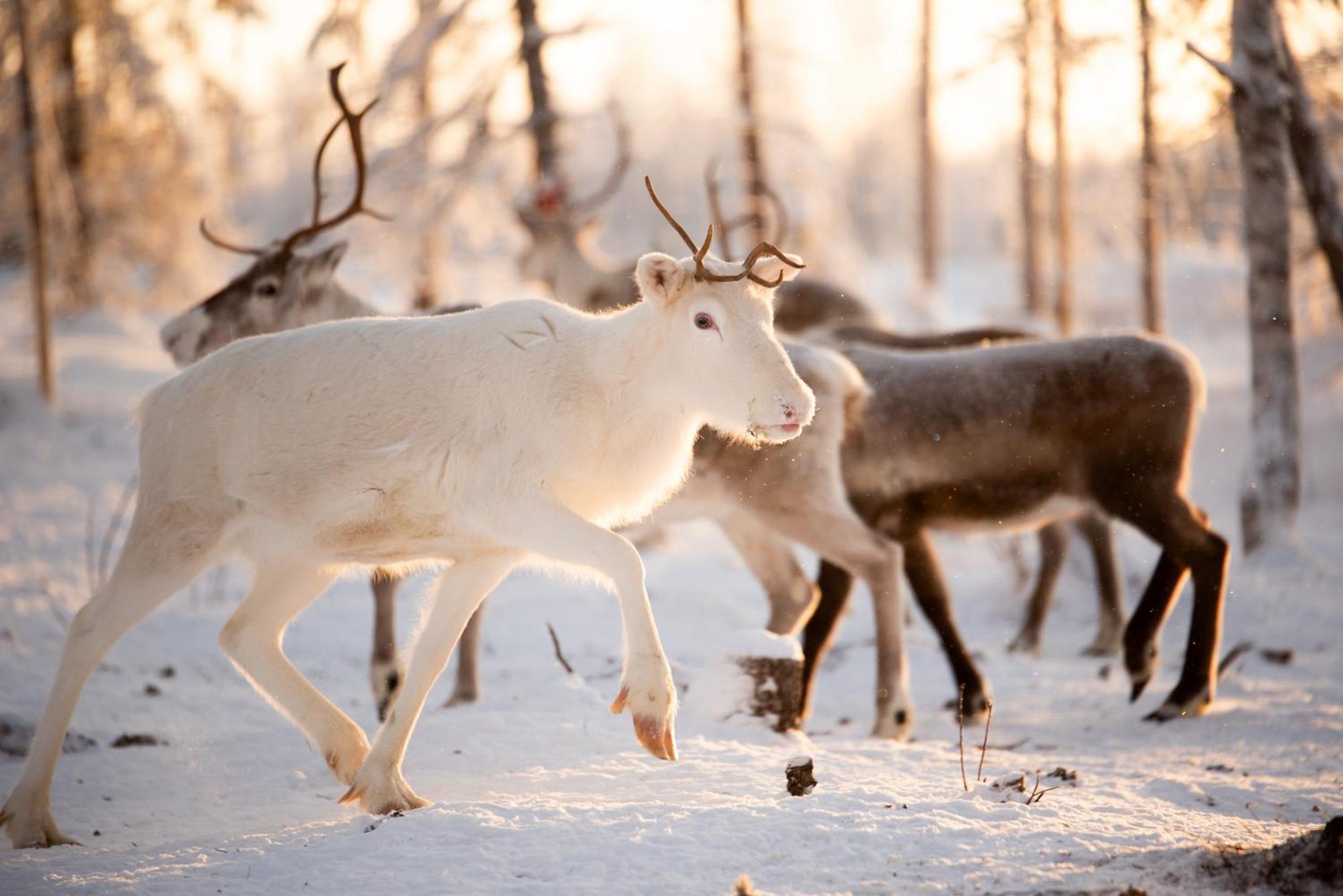 Lapin Villa Hiisi Joen Rannalla Ranua Exteriör bild