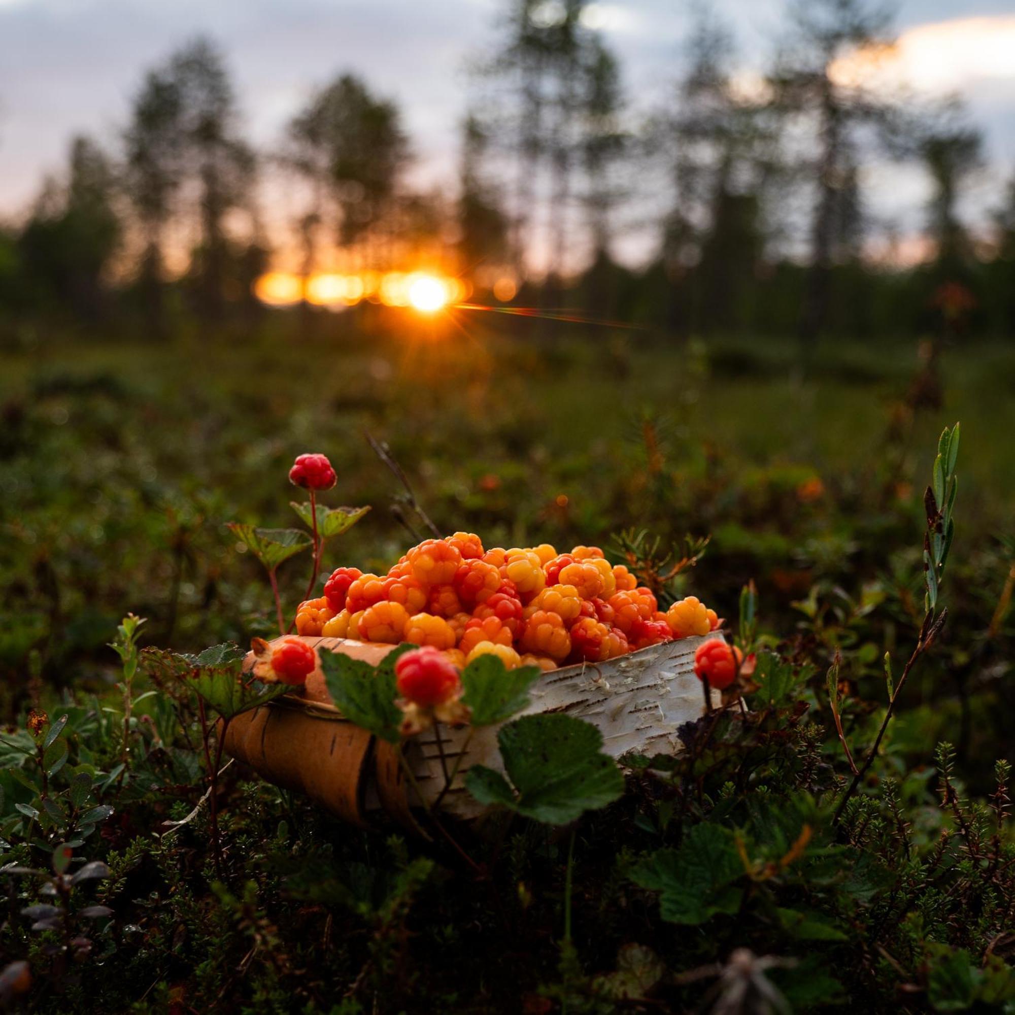 Lapin Villa Hiisi Joen Rannalla Ranua Exteriör bild